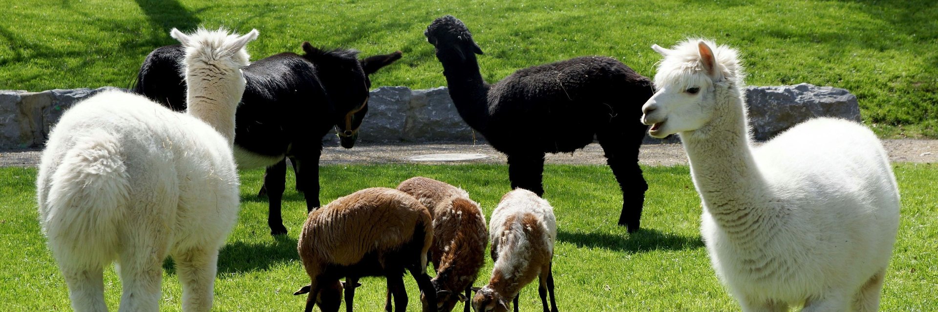 Lamas im Tiergehege Öhringen | Hohenlohe | Wohnmobiltouren in Baden-Württemberg