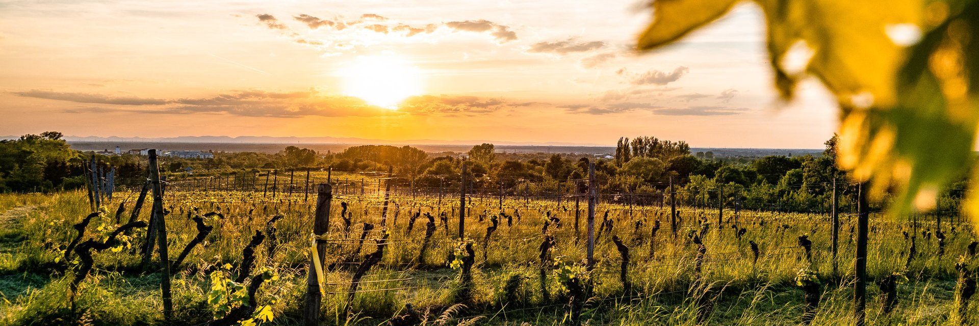 Goldene Weinberge in Bad Schönborn